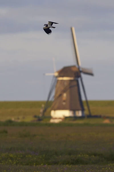 Lapwing (Vanellus vanellus) flying past windmill, Texel, Netherlands, May 2009