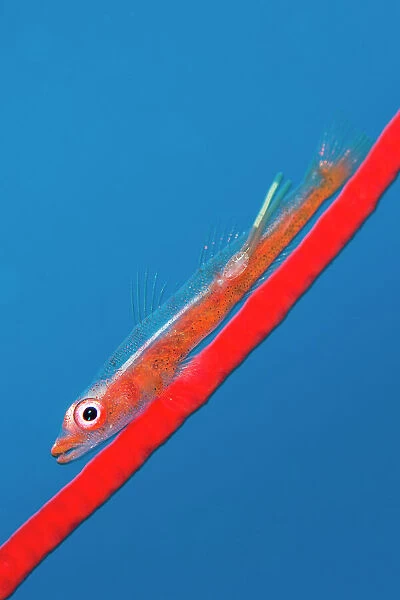 Large whip goby (Bryaninops amplus) with a parasitic copepod (with two trailing egg ribbons) perched on Red whip coral. Whale Rock. Fiabacet Islands, Misool, Raja Ampat, West Papua, Indonesia. Ceram Sea, Pacific Ocean