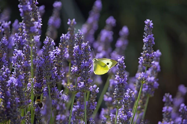 Large white butterfly (Pieris brassicae) feeding on lavender flowers in garden, England