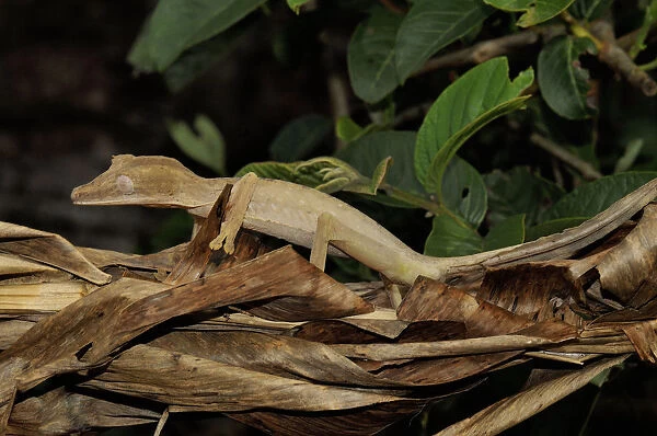 Leaf tailed gecko (Uroplatus fimbriatus) camouflaged on leaf litter, Madagascar