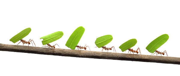 Line of Leaf-cutter ants (Atta sp) carrying leaves, digital composite