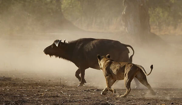Lion (Panthera leo) chasing African buffalo (Syncerus caffer