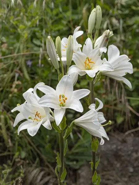 Two Madonna Lily Lilium Candidum Flowerheads Umbria Photos Framed Prints