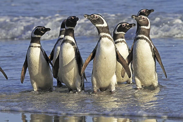 Magellanic penguin (Spheniscus magellanicus), adults coming back from the sea, Saunders Island