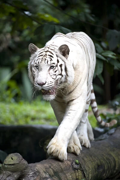 Male white Bengal tiger (Panthera tigris tigris). Double recessive gene produces pale colour morph. Original wild individuals occurred near Rewa in India. Now only in captivity. Singapore Zoo