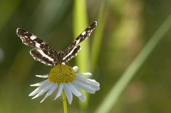 Map Butterfly (Araschnia levana) feeding on anthemis, second generation, southern Finland