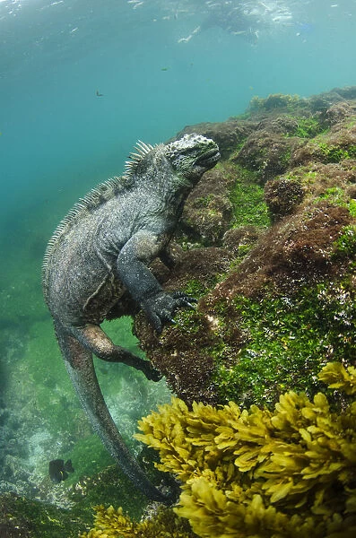 Marine iguana (Amblyrhynchus cristatus) underwater. Fernandina Island. Galapagos, Endemic Species