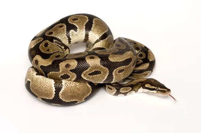 Framed Print : Royal python coiled print Framed Print : Royal python coiled print