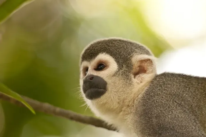 Framed Print : Common Squirrel Monkey Print, Peru Tree Scene Framed Print : Common Squirrel Monkey Print, Peru Tree Scene