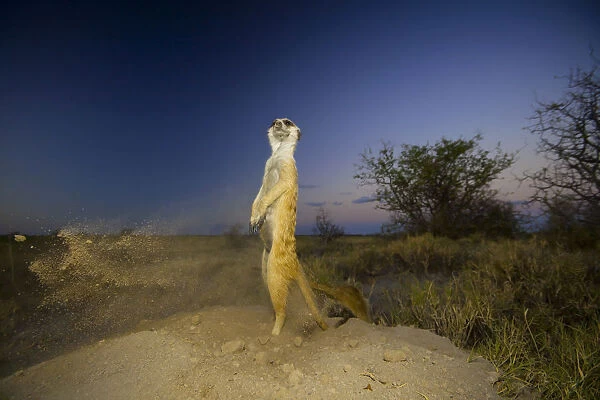 Meerkat (Suricata suricatta) standing and keeping watch while another excavates a