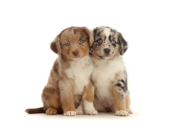 Two merle Mini American Shepherd puppies