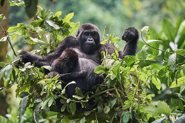 Mountain gorilla (Gorilla beringei) mother with one month baby feeding in tree