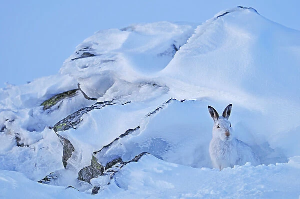 Mountain hare (Lepus timidus) sheltering on a winter day. Cairngorms National Park, Scotland, March