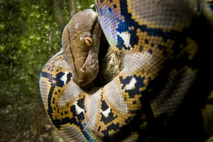 Framed Print : Print of a juvenile Reticulated python looking down from a tree branch Framed Print : Print of a juvenile Reticulated python looking down from a tree branch