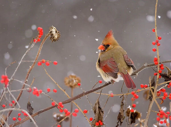 Northern Cardinal (Cardinalis cardinalis) female perched amid berries and seedheads