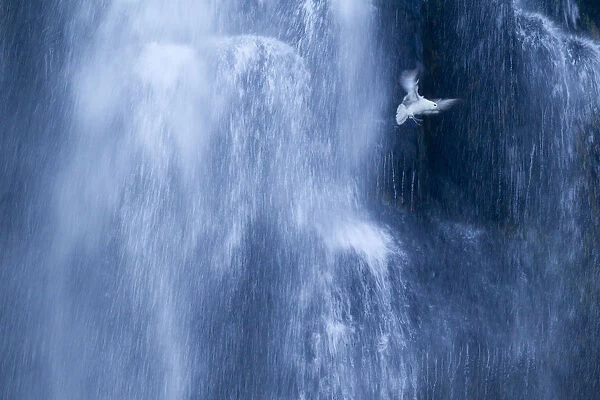 Northern fulmar (Fulmarus glacialis) in flight against a waterfall, Iceland, January