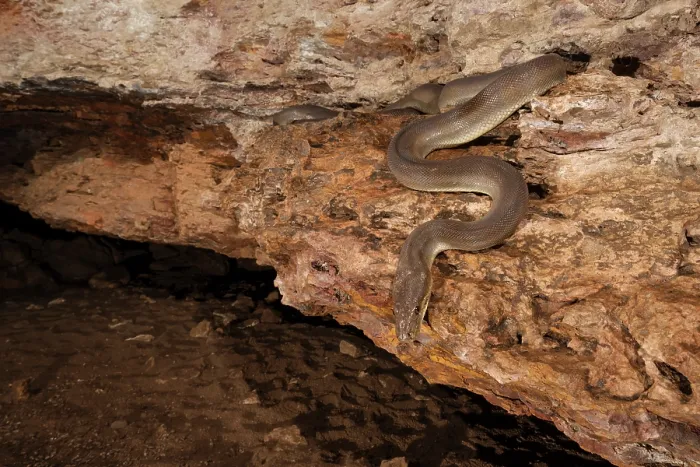 Framed Print : Olive python sub-adult print, Northern Territory, Australia