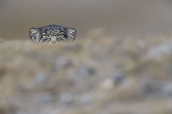 Pallass cat (Otocolobus manul) peering, Tibetan Plateau, Qinghai, China