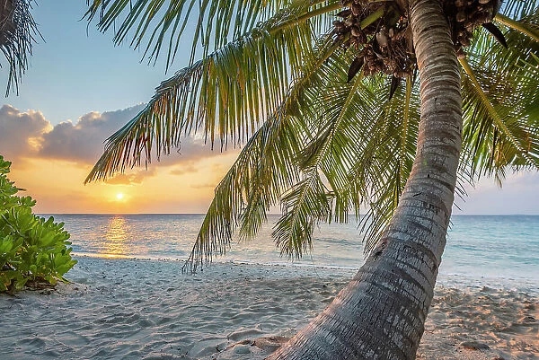 Palm tree on the beach at sunset, Dhigurah island, South Ari Atoll, Maldives, Indian Ocean. February, 2020