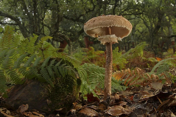 Parasol mushroom (Macrolepiota procera) Los Alcornocales Natural park, Cortes de la Frontera