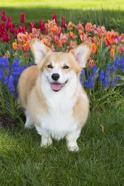 Pembrokeshire welsh corgi with spring flowers, Litchfield, Connecticut, USA, Non-ex