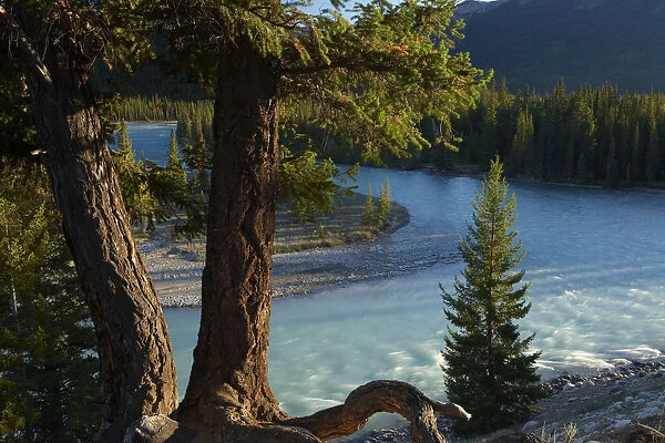 Pine trees by the Athabasca River near Jasper, Jasper National Park, Alberta, Canada