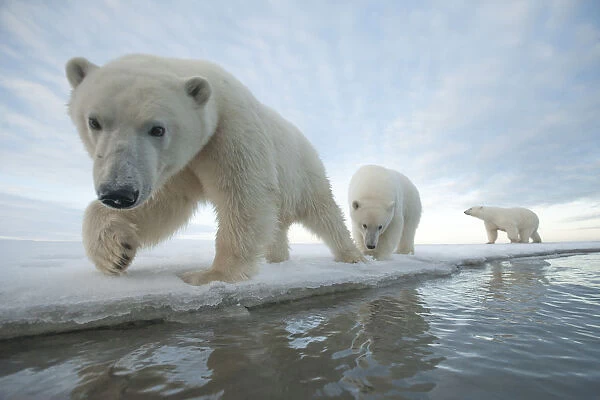 Polar bear (Ursus maritimus) sow with two juveniles walk along the ice edge during autumn freeze up