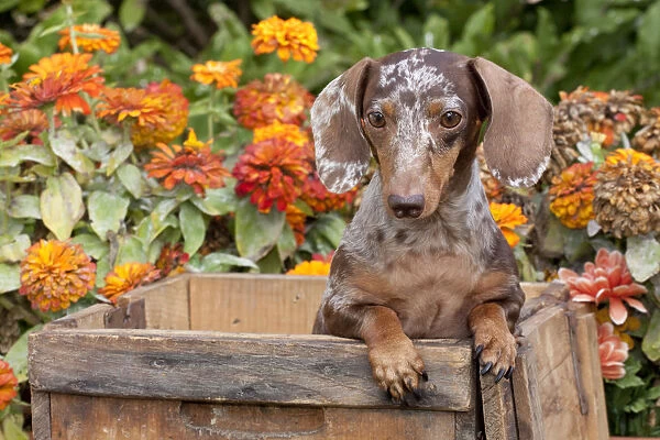 Portrait of dappled miniature Dachshund puppy, in antique wooden box with zinnias in background