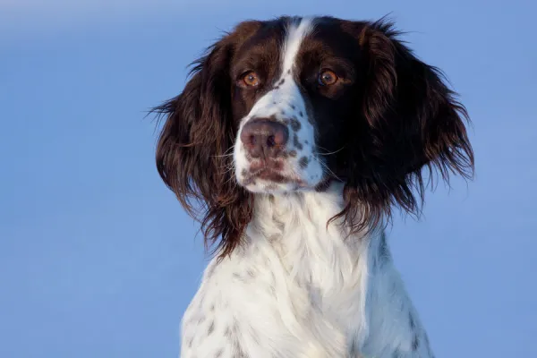 Portrait of English Springer Spaniel (field type). Elkhorn, Wisconsin, USA, January