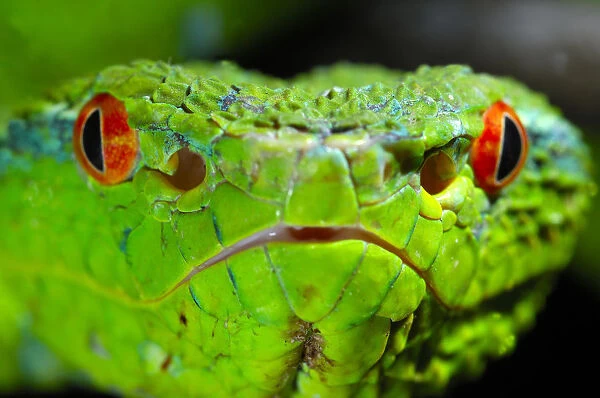 Portrait of Waglers  /  Temple Pitviper (Tropidolaemus wagleri) showing the thermo-receptive