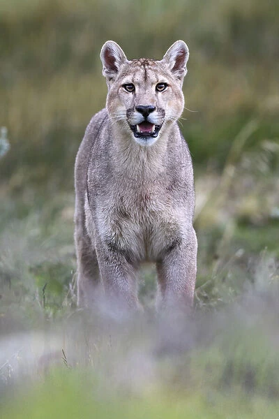 Puma (Puma concolor puma) young male standing with mouth open. Estancia Amarga, near Torres del Paine National Park, Patagonia, Chile. December