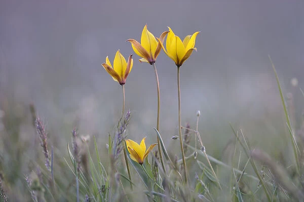 Four rare yellow Bieberstein tulips (Tulipa biebersteiniana) in flower, Rostovsky Nature Reserve