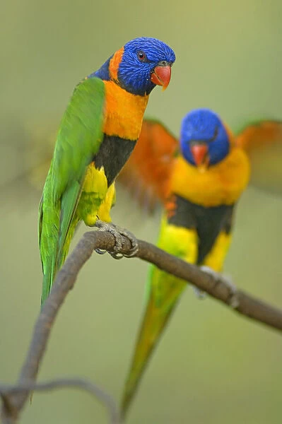 Two Red-collared Lorikeets (Trichoglossus haematodus rubritorquis) Litchfield NP