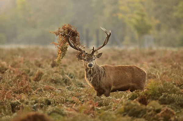 Red deer (Cervus elaphus) stag thrashing bracken, rutting season, Bushy Park, London, UK, October