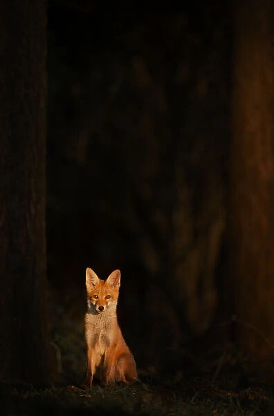 Red fox (Vulpes vulpes) cub sitting in the forest in a ray of golden evening sunlight, Derbyshire, UK. June