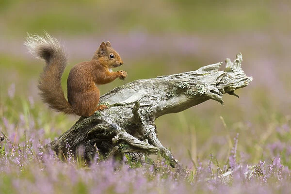 Red squirrel (Sciurus vulgaris) in summer coat on stump amongst heather, Cairngorms National Park