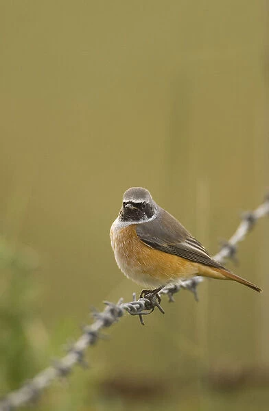 Redstart (Phoenicurus phoenicurus) perched on a barbed wire fence during autumn migration