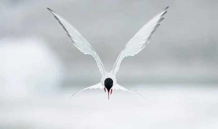 Framed Print : Arctic Tern Print: Hovering in Flight, Iceland Framed Print : Arctic Tern Print: Hovering in Flight, Iceland