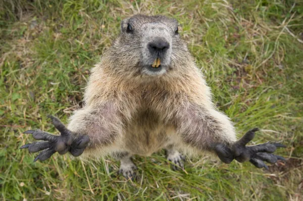 RF- Alpine marmot (Marmota marmota) reaching upwards, Hohe Tauern National Park, Austria