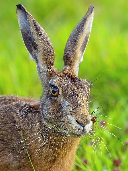 RF - Brown hare (Lepus europaeus) head portrait, Norfolk, UK. August. (This image may be licensed either as rights managed or royalty free. )