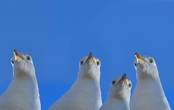 RF - Herring gull (Larus argentatus) with blue sky, England, UK, Digital composite