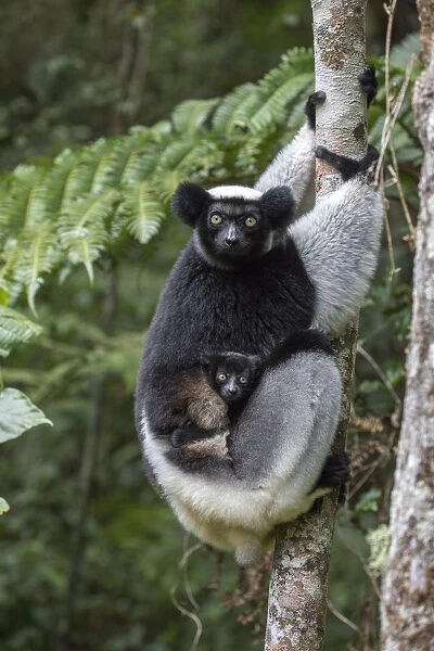RF- Indri (Indri indri) portrait of a female with a newborn baby. Maromizaha reserve