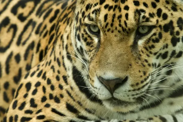 Jaguar as Posters and Art Prints - Buy Online at Europosters