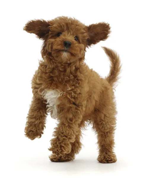 RF - Playful Red Cavapoo puppy. (This image may be licensed either as rights managed or