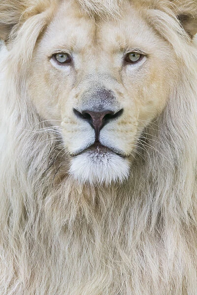 RF White lion (Panthera leo) male, portrait of head #18284926