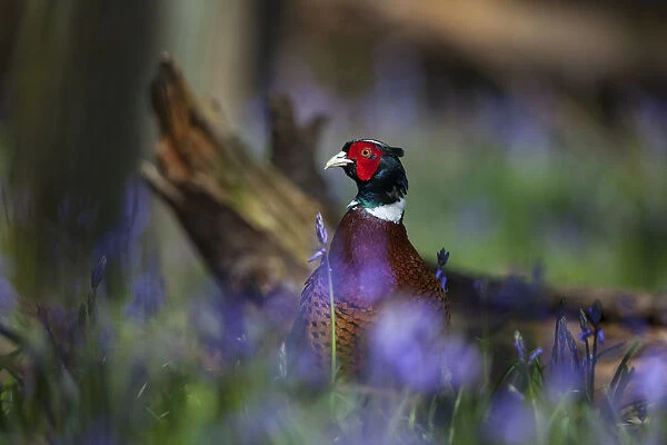 Ring-necked pheasant (Phasianus colchicus) male standing among bluebells during spring