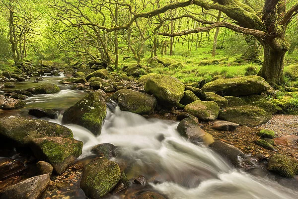 River Plym flowing fast through Dewerstone Wood, Shaugh Prior, Dartmoor National Park, Devon, England, UK. May 2015