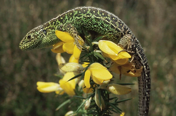 Sand lizard {Lacerta agilis} male on gorse flowers, Purbeck, Dorset UK