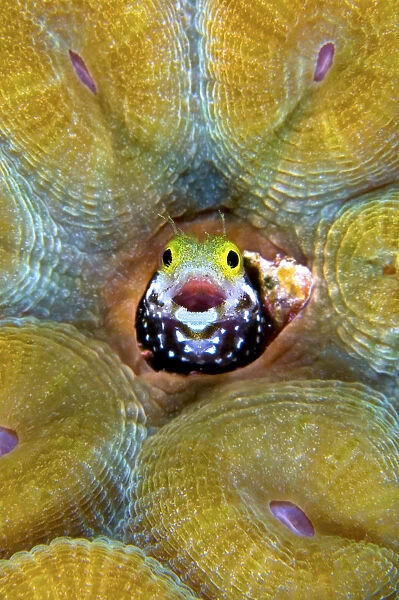 Secretary blenny (Acanthemblemaria maria) making a home in a deserved worm tube of