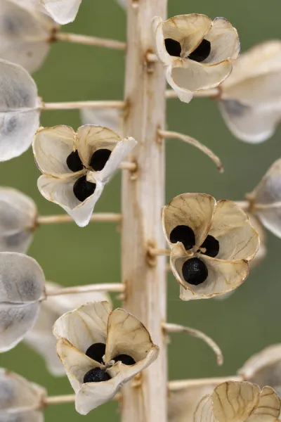 Seeds and seedpods of Armenian grape hyacinth (Muscari armeniacum) June